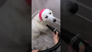 Dog Falls Asleep While Being Groomed 😂 [upl. by Hermie]