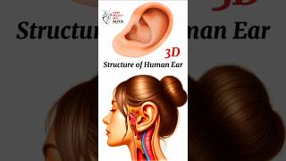 structure of human ear  animation 3d short  learn Biology with Aliya [upl. by Valoniah199]