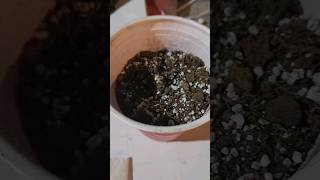 How to Germinate Seeds [upl. by Oren587]