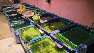 Natural Outdoor Setup Loaded with Hundreds of Baby Guppies and Beautiful Breeder Guppies [upl. by Squier]