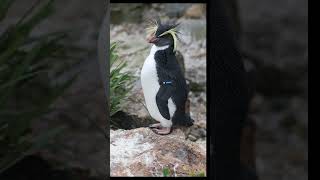 Rockhopper penguin [upl. by Barbaresi]