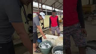 Yuk bakar ikan TPIdadap [upl. by Hagile]