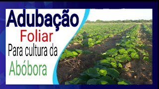 ADUBAÇÃO FOLIAR para ABOBORAJERIMUM colheita de sucesso [upl. by Dorcas]