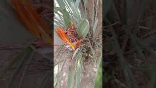 Ave do Paraíso  Strelitzia reginae plantas plantsmakepeoplehappy natureshorts [upl. by Shaper]