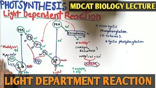 Light reaction of Photosynthesis  NMDCAT 2021  Cyclic and noncyclic photophosphorylation [upl. by Sallyann]