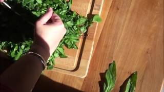 pesto ail des ours [upl. by Sirahc]