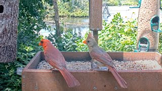 Northern Cardinal Pair Dine Front And Center At Cornell FeederWatch Cam – July 18 2024 [upl. by Niatirb426]