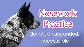 Nosework practice with Gavin [upl. by Pelpel]