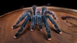 Avicularia avicularia care for Tarantula Kat collab [upl. by Goodhen608]