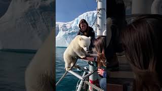 🐻‍❄️ Tiny Polar Bears Heartwarming Rescue 😍 PolarBearRescue WildlifeConservation ArcticAnimals [upl. by Hollington]