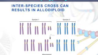 Lesson 93 Allopolyploidy [upl. by Esbensen461]