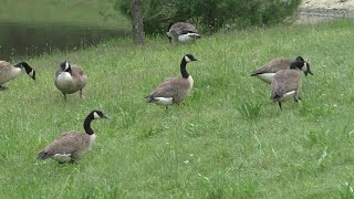 30 Canadian Geese At The Pond 😍 [upl. by Allys]