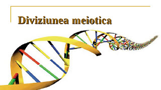 Diviziunea meiotica sau meioza [upl. by Franza27]