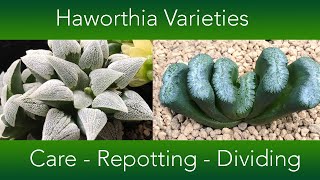 Haworthia Collection  Repotting Dividing and Care [upl. by Nona]