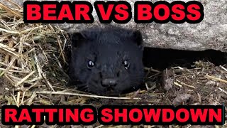 Rat Infestation DESTROYED by Bear the Mink [upl. by Votaw]