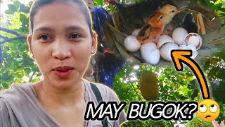 NAGTUNTON AKO NG INAHING MANOK 🤗 AT KUMUHA KAMI NI NANAY NG MAGUGULAY NA LANGKA  Daloi Vlog [upl. by Alli]