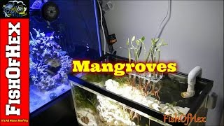 Adding Mangroves To Display Refugium [upl. by Evelc]