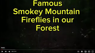 Famous Smoky Mountain Fireflies in our forest Others pay National Forest fee to see them we paid [upl. by Lucilia]