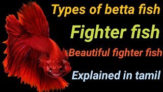 Types of betta fish in tamil  Fish Aquarium Tamil [upl. by Peedus991]