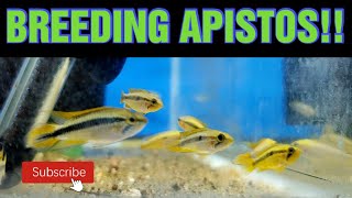 BREEDING APISTOGRAMMA Tips and Tank setup [upl. by Leugimesoj174]