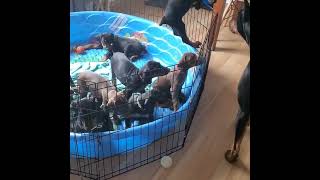 Doberman Pinscher Puppies For Sale Near Me [upl. by Jill213]