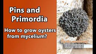 Formation of oyster mushroom primordia What is the difference between primordia and pins [upl. by Aissela336]