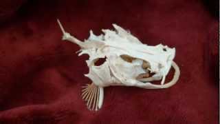 North American Flathead Catfish Skull Pylodictis olivaris [upl. by Mehalick417]