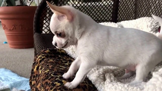 Chihuahua puppy sees others playing with his toys youll never believe what happens next [upl. by Parks]