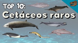 Top 10 Cetáceos raros vivos y extintos [upl. by Ellennod]