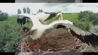 STORKLET EATS LIVE MOLE PART 2 DEATH IN THE NEST [upl. by Annahs302]