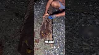 No abras la madera que está en el camino😮jahura9990 shortsvideo [upl. by Ahern468]