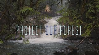 Lets Protect Our Forest [upl. by Jorry]