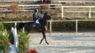 Nervoso jumping stallion SFA by Le Tot de Semilly [upl. by Annovad]