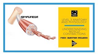 Anatomy and Physiology Level 3  Understanding muscle contractions [upl. by Aronos]