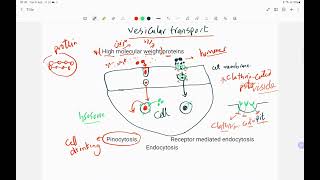 Lec 2 vesicular transport [upl. by Kier22]