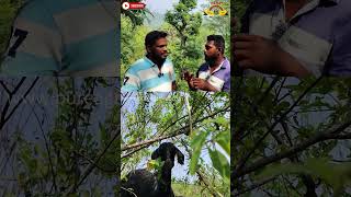 ஆச்சமரம் ஒரு சிறந்த ஆட்டு தீவனமா tree bitter sweet leaf goat sheep animals food tasty [upl. by Rosco]