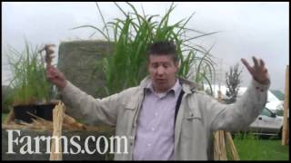 Miscanthus Opportunities for BioMass Dean Tiessen of New Energy Farms [upl. by Peters]