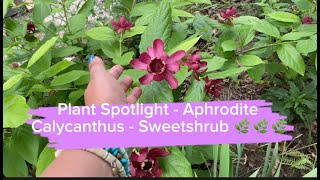 Plant Spotlight  Aphrodite Calycanthus  Sweetshrub 🌿🌿🌿  Proven Winners Color Choice Shrub [upl. by Katey]