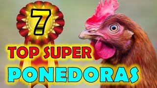 Las 7 Razas de Gallinas MAS PONEDORAS Del Mundo Actualmente ¡ ¡ ¡ ¡ 💖👍 la gallina ponedora para ti [upl. by Annawahs]