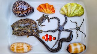 Finding sea creature and hermit crab ornamental fish conch snail shell crab clownfish starfish [upl. by Vala29]