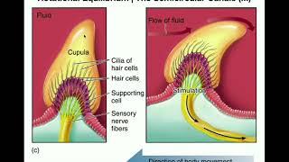 Anatomy  Physiology of the Semicircular Canals [upl. by Babita760]