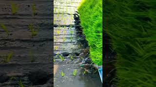 paddy plant planting by rice transplanter agriculture farming satisfying short [upl. by Adam459]