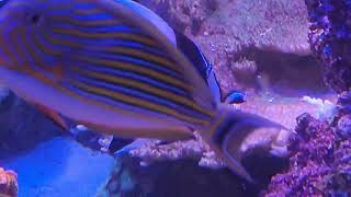 Moorish Idol Reef Addition wish me luck Reef corals sps marine [upl. by Anirres]