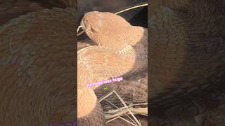 Massive Rattlesnake found in Avocado Orchard in California [upl. by Strickman]