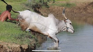 Powerful Haveri bull jumping and swimming Pi pii bull Jallikattu hori habba [upl. by Monty]