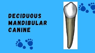 Mandibular Deciduous Canine  Deciduous Dental Morphology [upl. by Assirhc607]