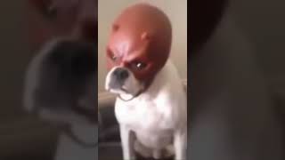 Dardevil Dog Meme  Dog Wearing Mask Daredevil Dog TikTok Full Video tiktok dog memes [upl. by Namurt]