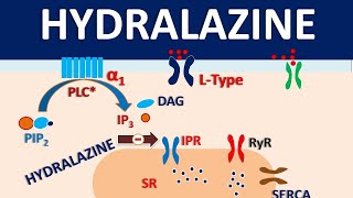 Hydralazine  How it acts as vasodilator [upl. by Salchunas176]