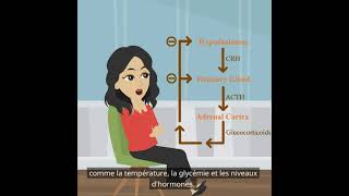 Psychologie de base  la fonction du système endocrinien [upl. by Elata]