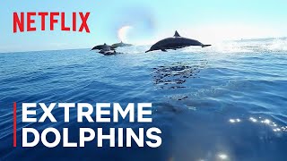 Our Oceans  Extreme Dolphins  Netflix [upl. by Eile415]